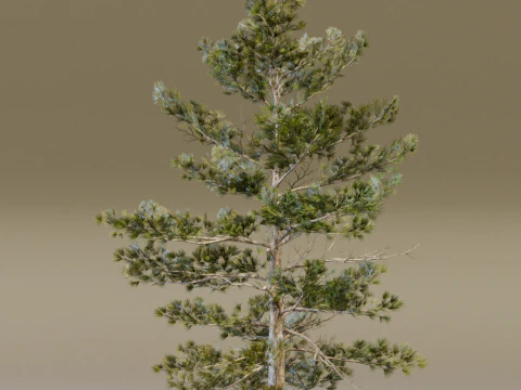 The Siberian Pine Tree 3D Model