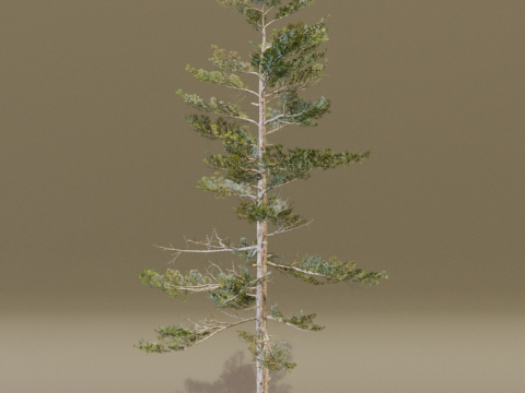 The Siberian Pine Tree Modello 3D