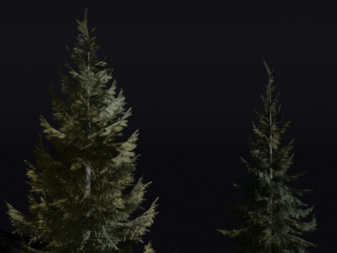 The Siberian Spruce Tree Modello 3D