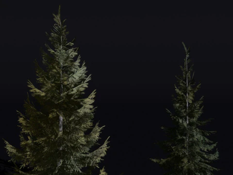 The Siberian Spruce Tree 3D Model