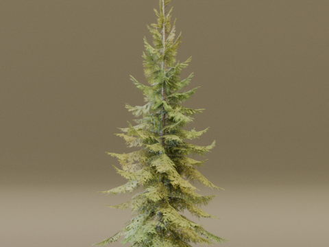 The Siberian Spruce Tree Modello 3D