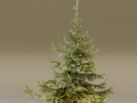 The Siberian Spruce Tree 3D Model
