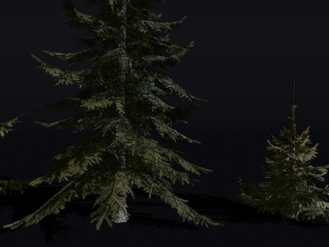 The Siberian Spruce Tree Modello 3D
