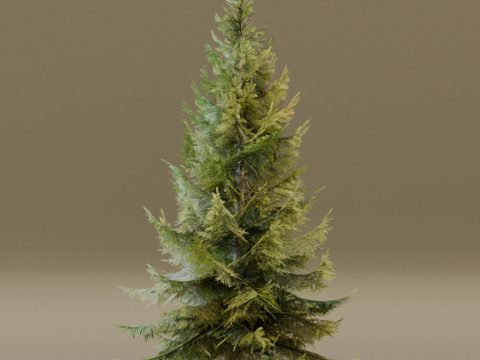 The Siberian Spruce Tree Modello 3D