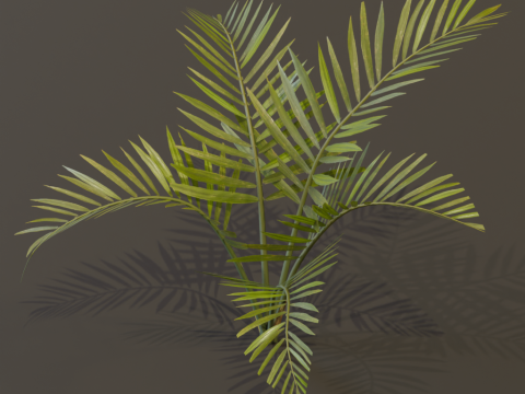 The Alexandra Palm Bush Modello 3D