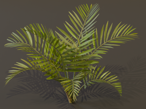 The Alexandra Palm Bush Modello 3D