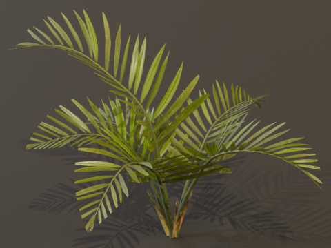 The Alexandra Palm Bush Modello 3D