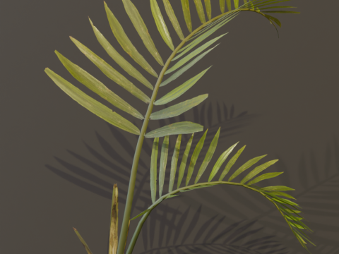 The Alexandra Palm Bush Modello 3D