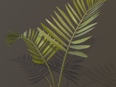 The Alexandra Palm Bush Modello 3D