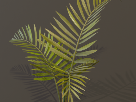 The Alexandra Palm Bush Modello 3D