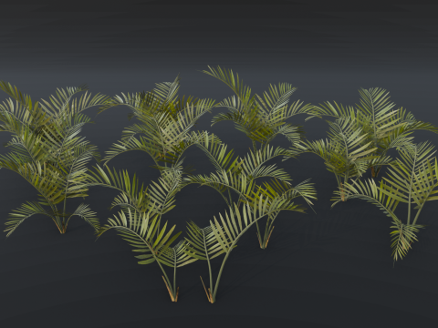 The Alexandra Palm Bush Modello 3D