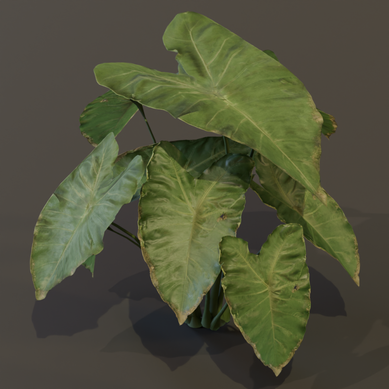 The BroadLeaf Taro Bush 3D Model .c4d .max .obj .3ds .fbx .stl .blend 