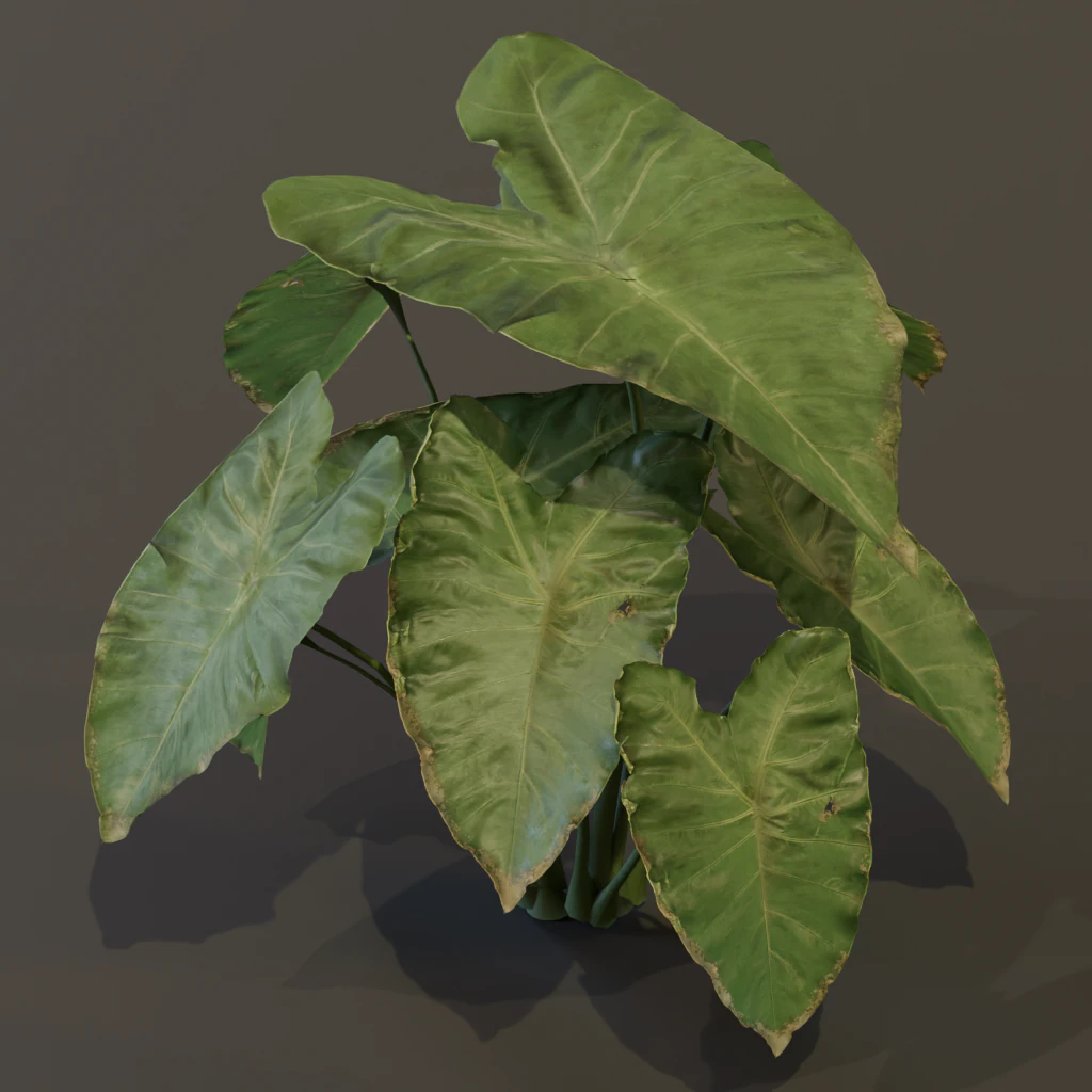 The BroadLeaf Taro Bush 3D Model .c4d .max .obj .3ds .fbx .stl .blend