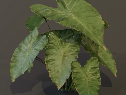 The BroadLeaf Taro Bush 3D Model