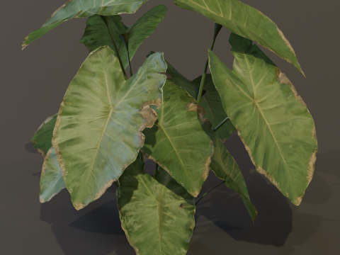 The BroadLeaf Taro Bush 3D Model