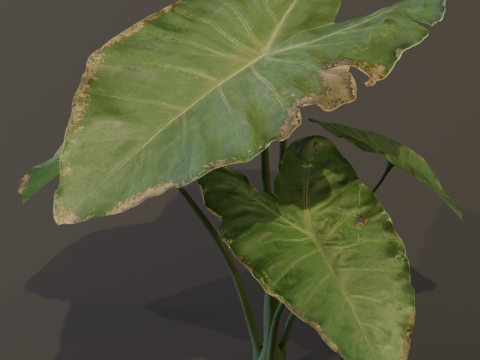The BroadLeaf Taro Bush 3D Model