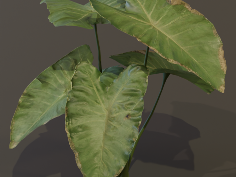 The BroadLeaf Taro Bush 3D Model