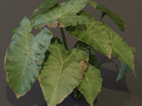 The BroadLeaf Taro Bush 3D Model