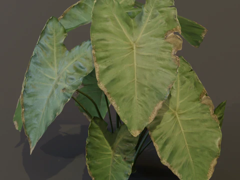 The BroadLeaf Taro Bush 3D Model