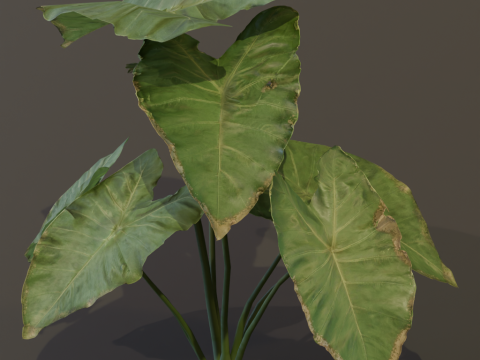 The BroadLeaf Taro Bush 3D Model