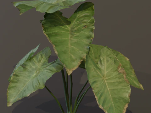 The BroadLeaf Taro Bush 3D Model