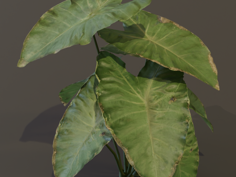 The BroadLeaf Taro Bush 3D Model