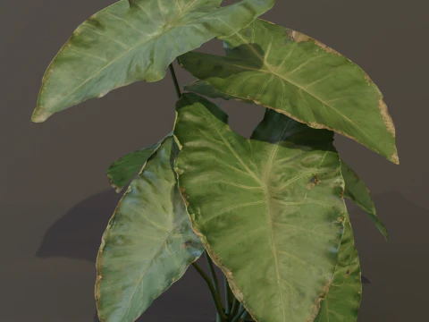 The BroadLeaf Taro Bush 3D Model
