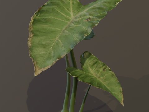 The BroadLeaf Taro Bush 3D Model