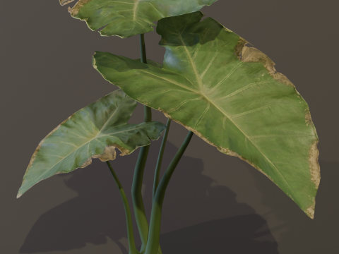 The BroadLeaf Taro Bush 3D Model