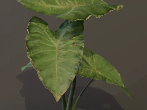 The BroadLeaf Taro Bush 3D Model