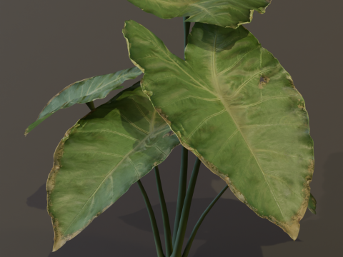 The BroadLeaf Taro Bush 3D Model