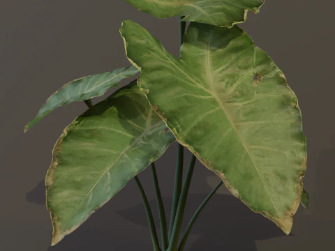 The BroadLeaf Taro Bush 3D Model