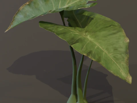 The BroadLeaf Taro Bush 3D Model