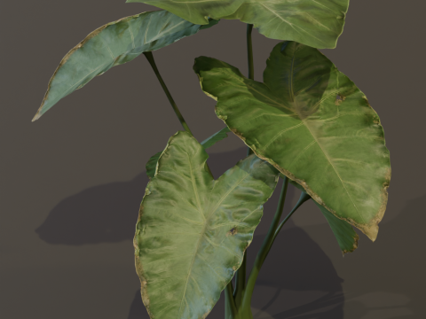 The BroadLeaf Taro Bush 3D Model