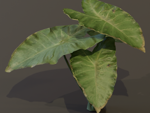 The BroadLeaf Taro Bush 3D Model