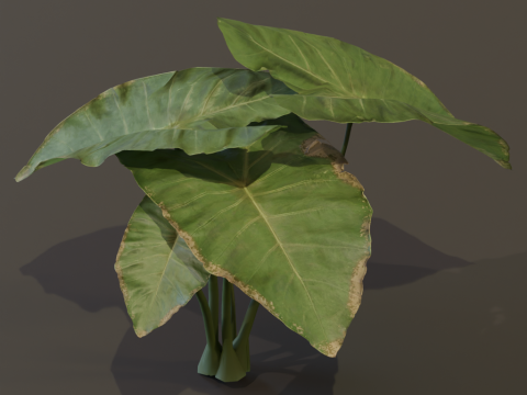 The BroadLeaf Taro Bush 3D Model