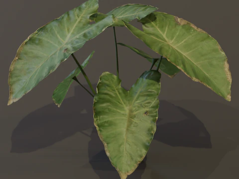 The BroadLeaf Taro Bush 3D Model
