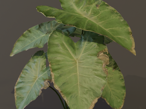 The BroadLeaf Taro Bush 3D Model