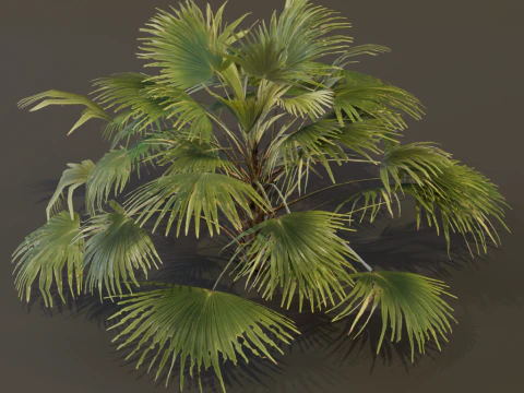 チャイニーズ・パーム・ブッシュ 3Dモデル