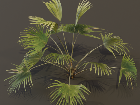The Chinese Palm Bush 3Dモデル
