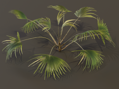 The Chinese Palm Bush 3Dモデル