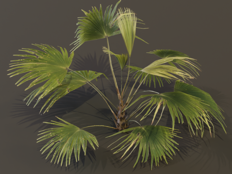 The Chinese Palm Bush 3Dモデル