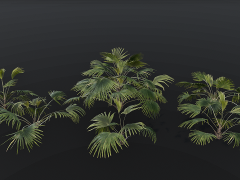The Chinese Palm Bush 3Dモデル