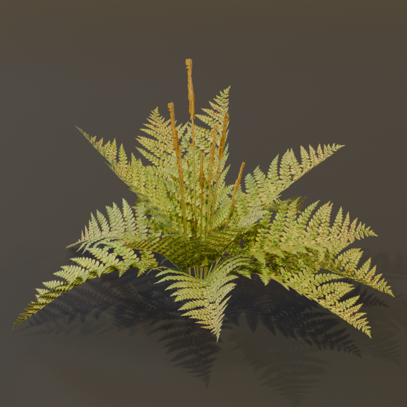 The Cinnamon Fern Bush 3D Model .c4d .max .obj .3ds .fbx .stl .blend 
