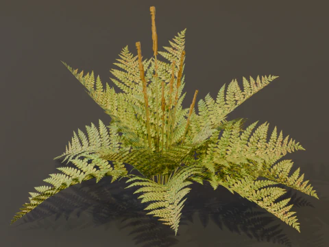 Il cespuglio di felce alla cannella Modello 3D