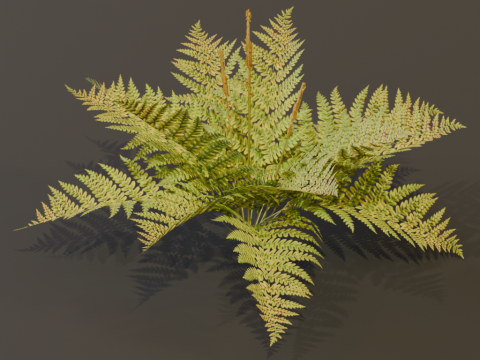 The Cinnamon Fern Bush 3D Model