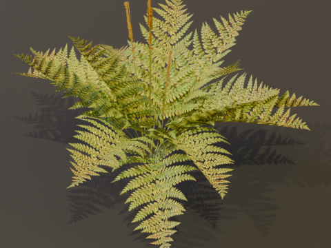 The Cinnamon Fern Bush 3D Model