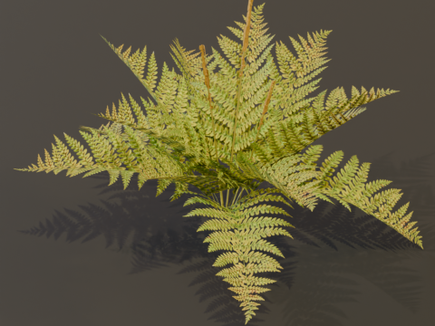 The Cinnamon Fern Bush 3D Model