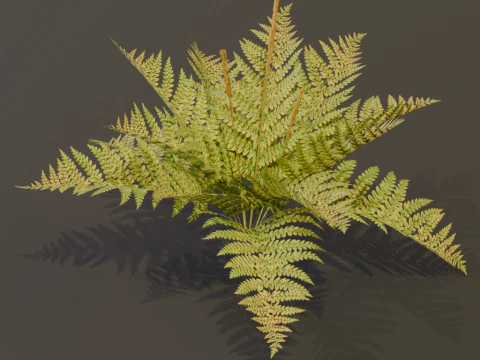 The Cinnamon Fern Bush 3D Model