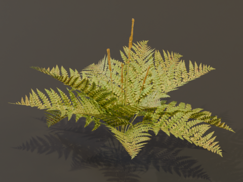 The Cinnamon Fern Bush 3D Model